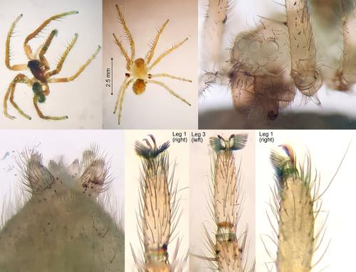 Zoropsis spinimana